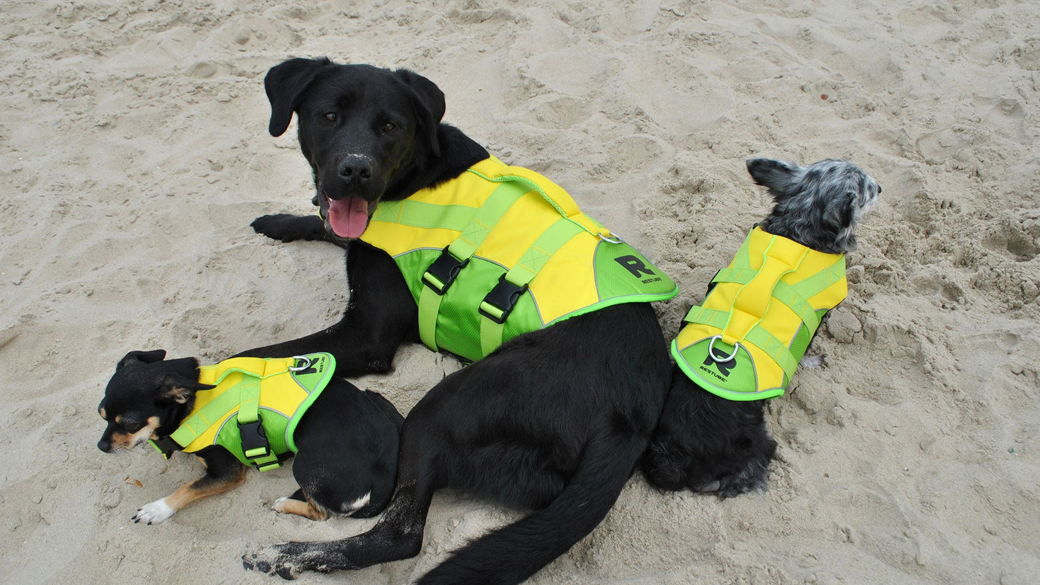 Bringing Your Dog on Board: Relaxed and Safe on a Boat, Canoe or Kayak