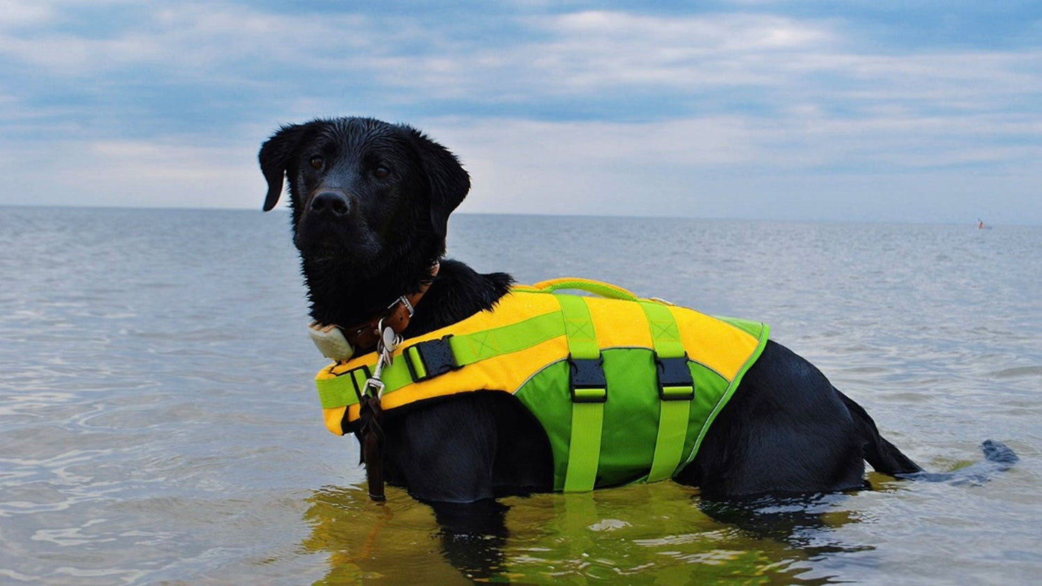 Beach Bliss with Your Four-Legged Friend: Safe Splashing Thanks to a Dog Life Jacket