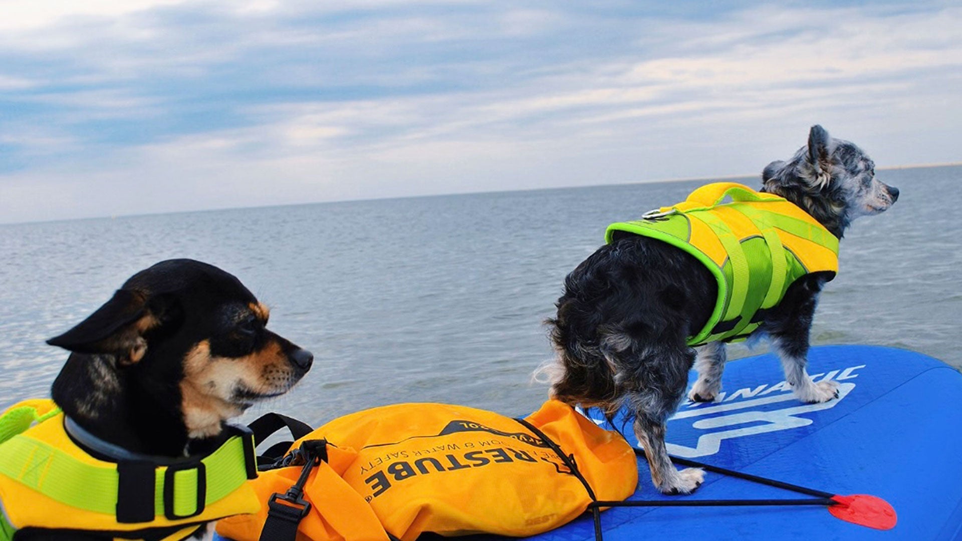 Paddling Side by Side: Tips, Training, and Safety for SUP Adventures With Your Dog