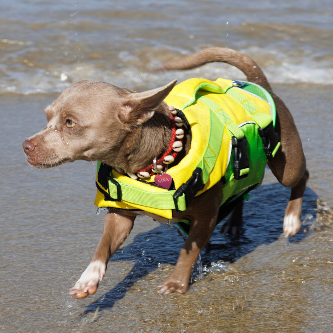 Small brown dog wearing a yellow and green RESTUBE dog life jacket, running through shallow beach water
