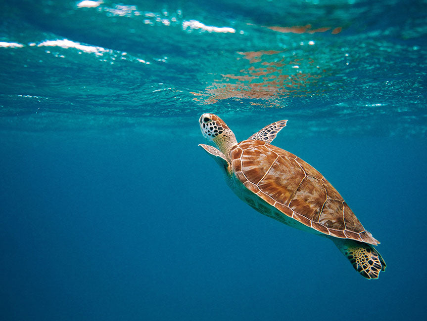 Sea turtle swimming underwater – symbolizes freedom and safety in the ocean.
